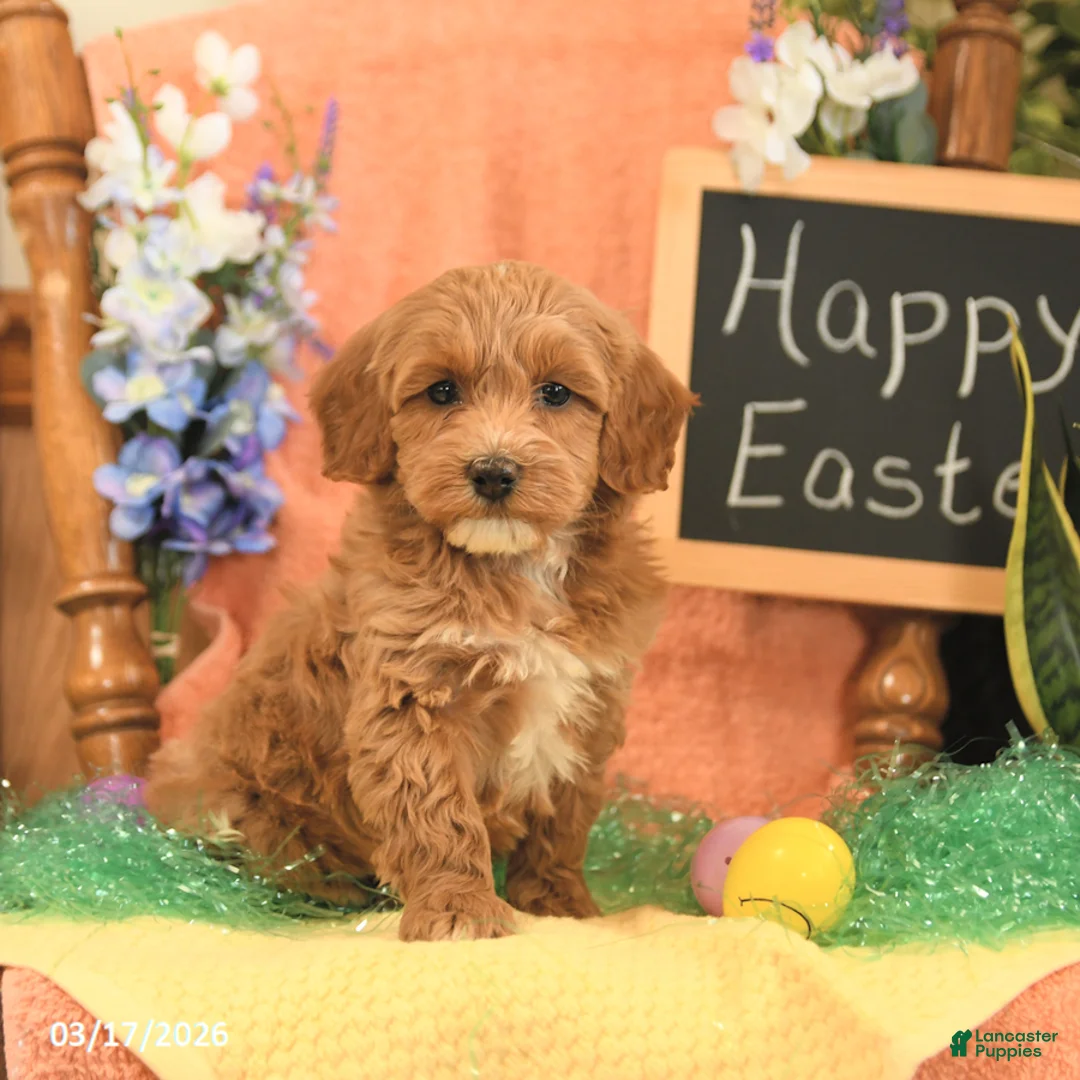 Mini Goldendoodle dogs for sale: Shirley - Ad 1