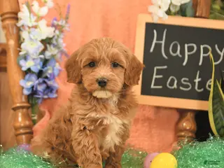 Mini Goldendoodle dogs for sale: Shirley - Ad 3