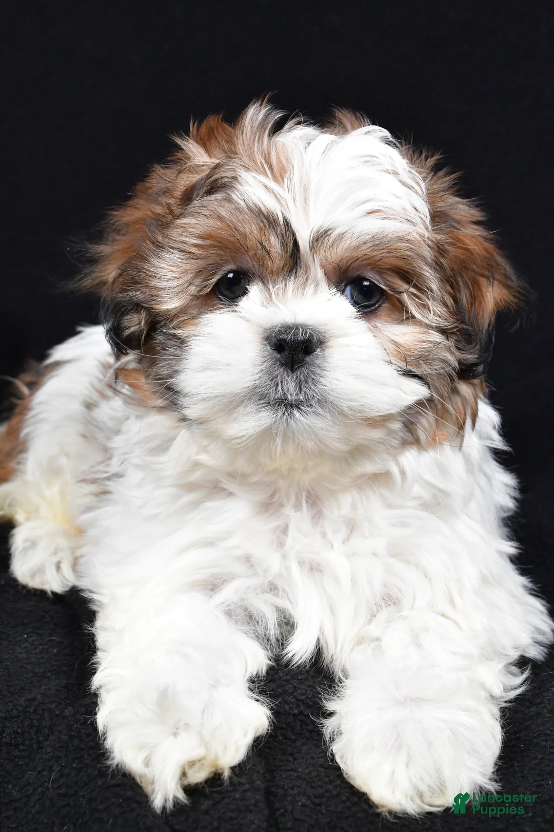 Teddy Bear dogs for sale: Ellie - Ad 4
