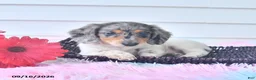 Miniature Dachshund dogs for sale: Flint - Ad 3