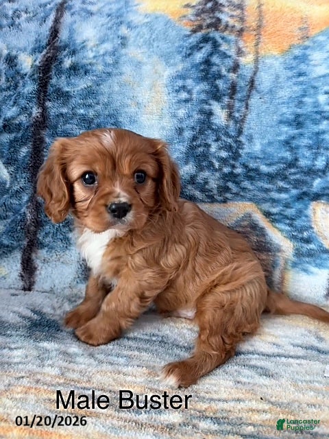 Cavalier King Charles Spaniel dogs Buster - Ad 2