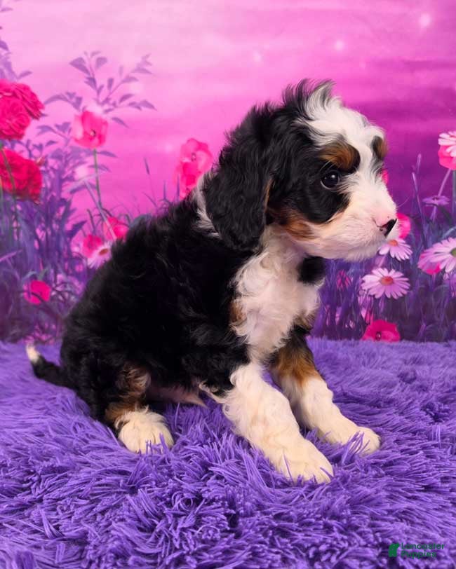 Mini Bernedoodle dogs Sawyer Munchkin Bernedoodle - Ad 2