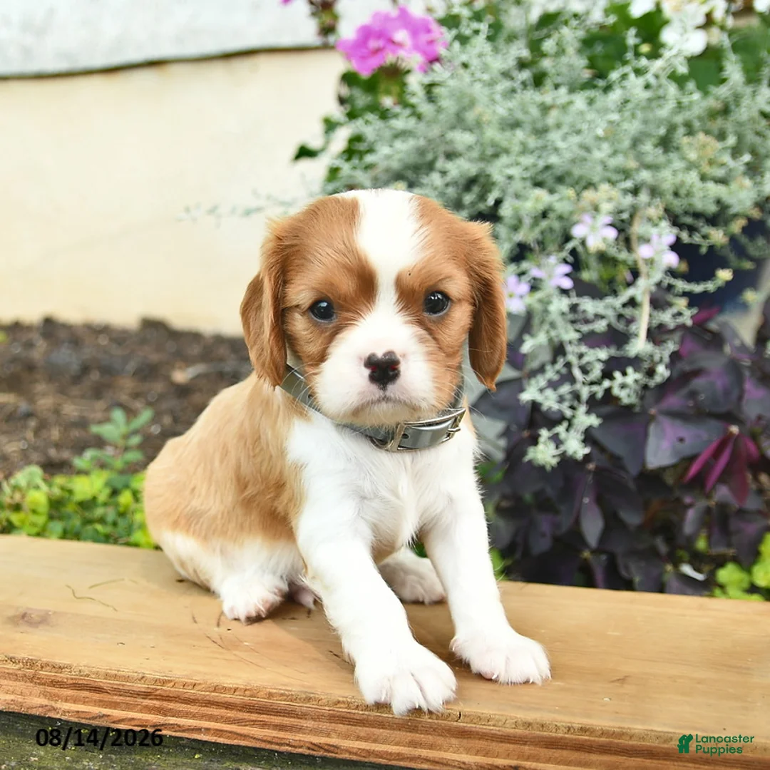 Cavalier King Charles Spaniel dogs for sale: Doug  - Ad 2