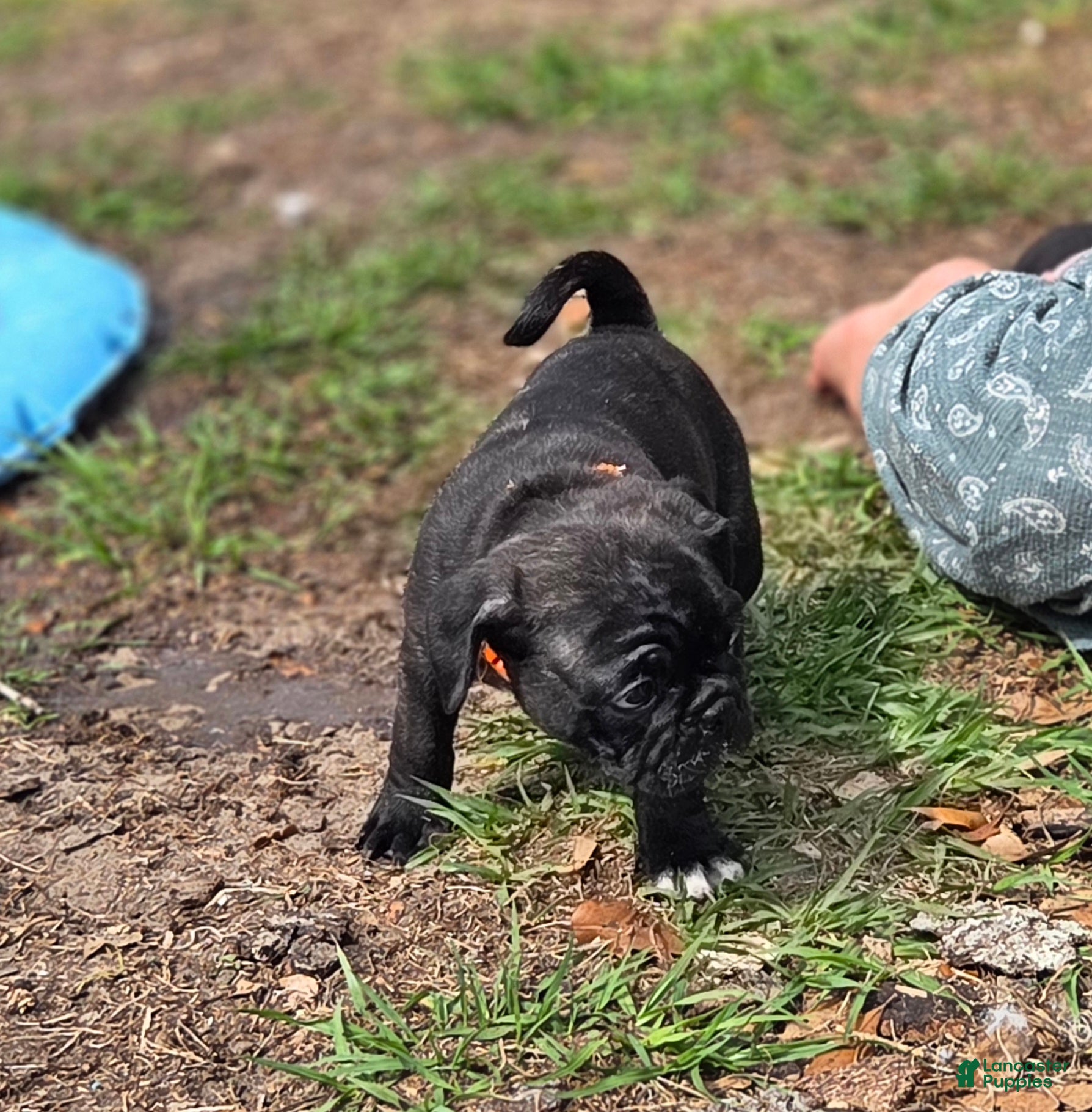 Mixed Breed dogs Blossom  - Ad 2