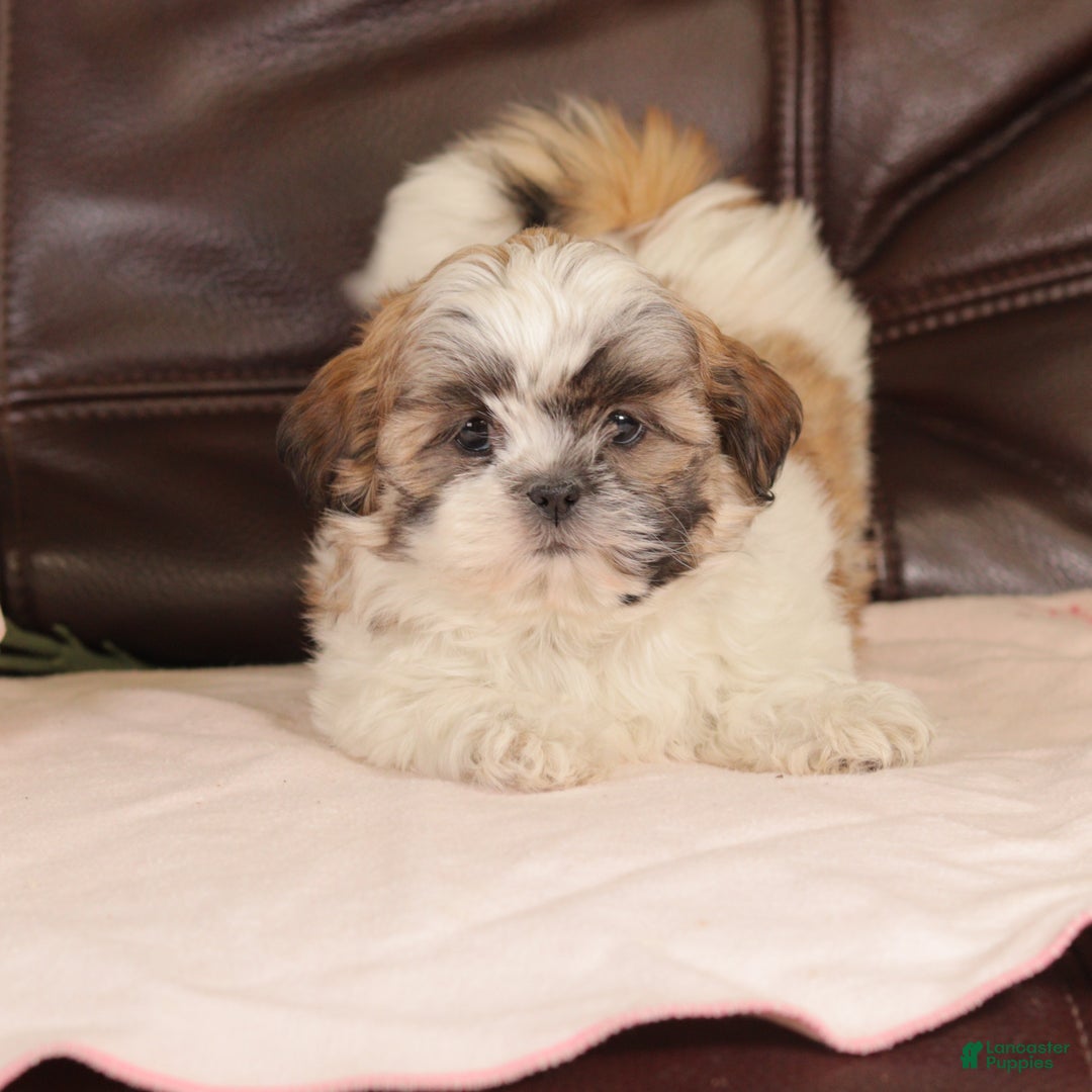 Mixed Breed dogs for sale: Jazzy - Ad 7