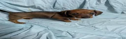 Miniature Dachshund dogs for sale: Almond - Ad 2