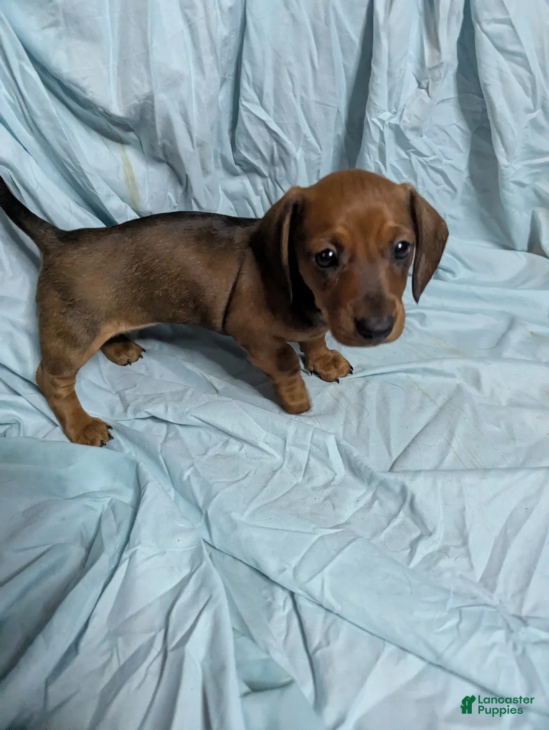 Miniature Dachshund dogs for sale: Almond - Ad 2