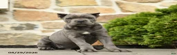Cane Corso dogs for sale: Pipper - Ad 1
