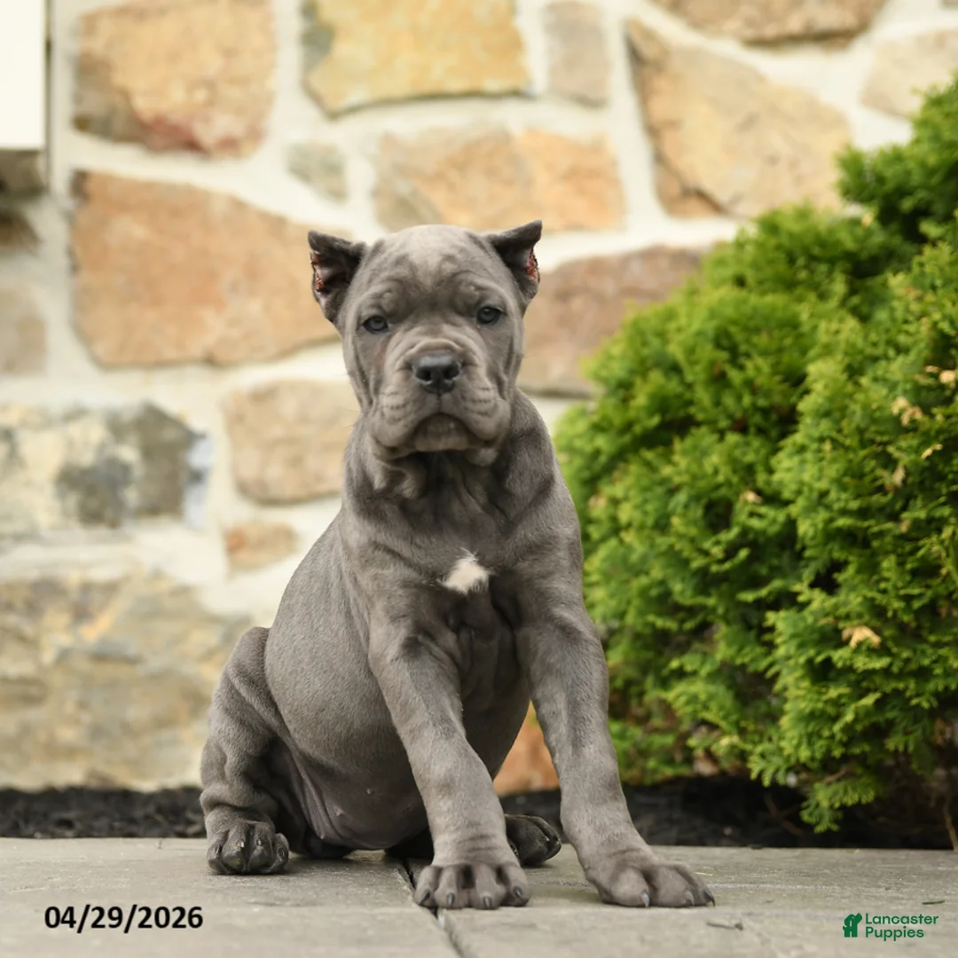 Cane Corso dogs for sale: Pipper - Ad 1