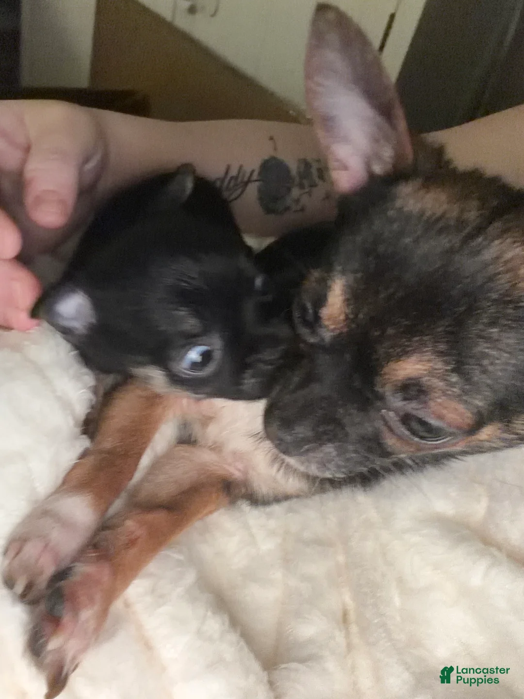 Chihuahua dogs for sale: Daisy - Ad 2