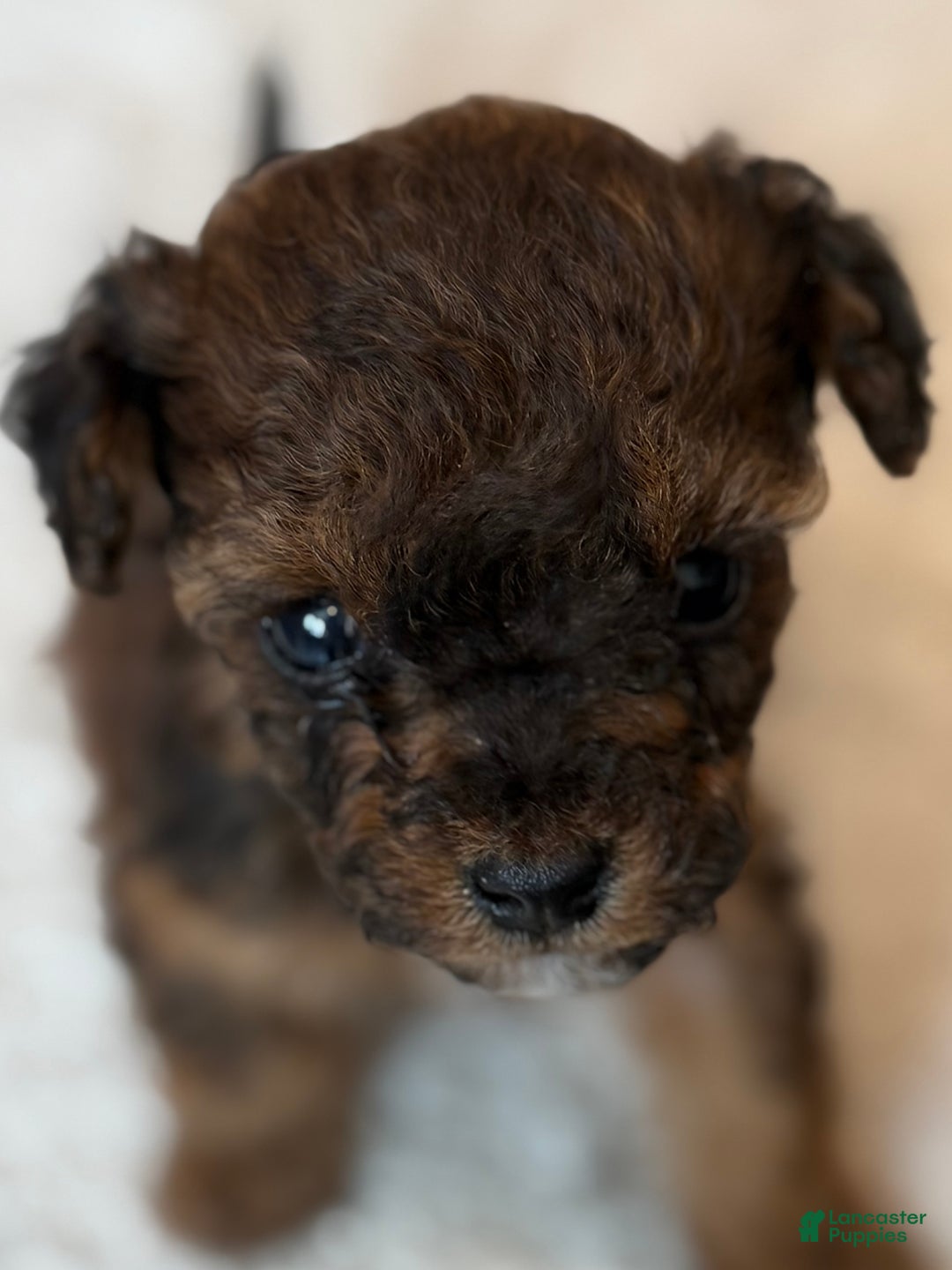 Mini Bernedoodle dogs for sale: Pinot Noir  - Ad 4