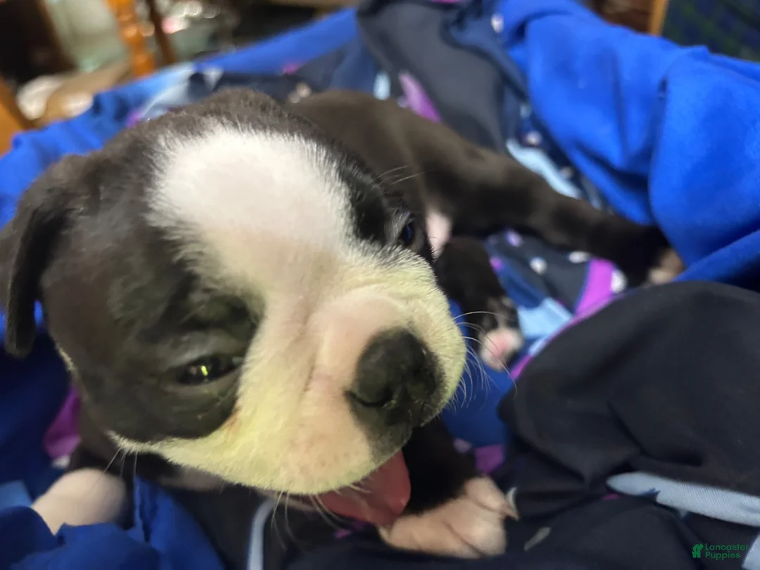 Boston Terrier dogs for sale: Princess - Ad 1