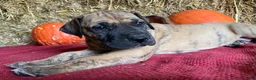 Great Dane dogs for sale: Lindy - Ad 3