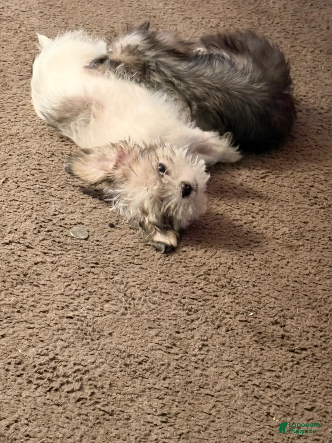 Shih Tzu dogs for sale: Little buddy - Ad 2