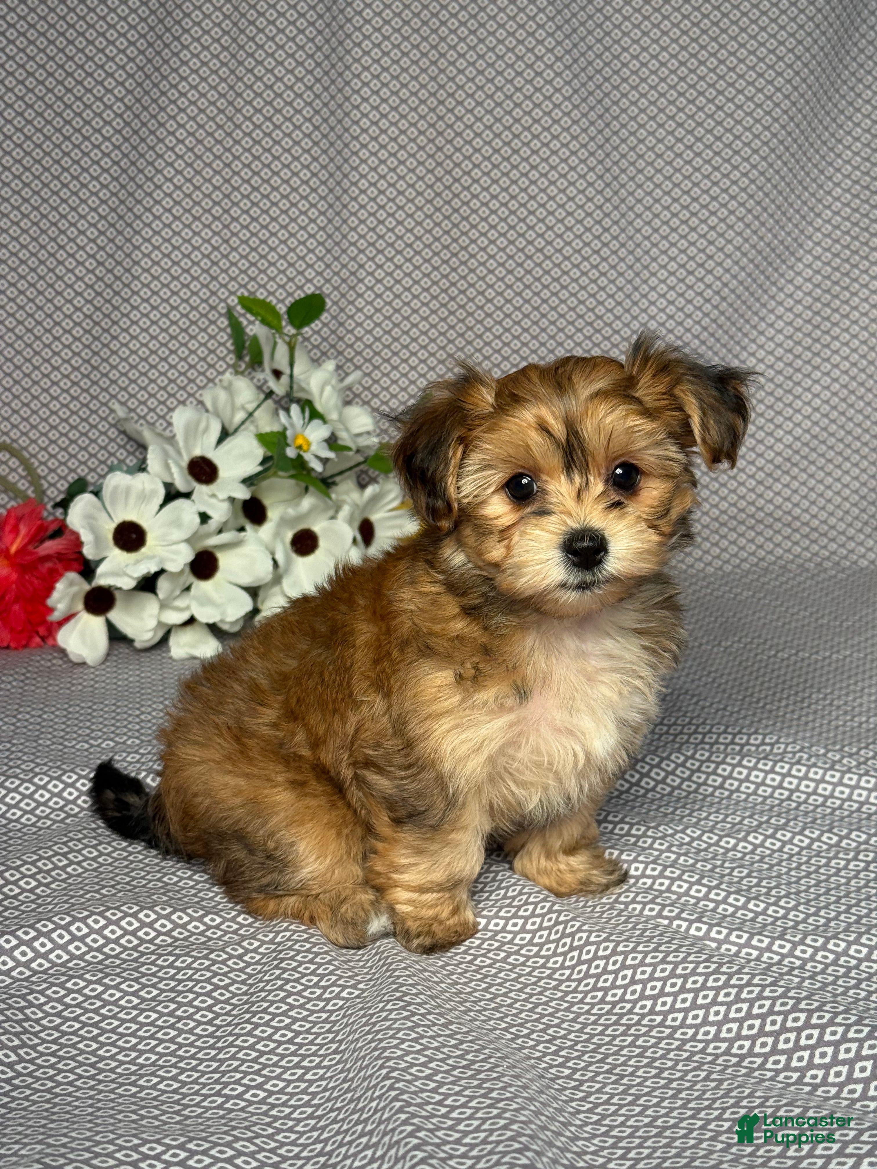 Yochon dogs Polly - Ad 2