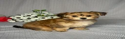 Yochon dogs for sale: Polly - Ad 2