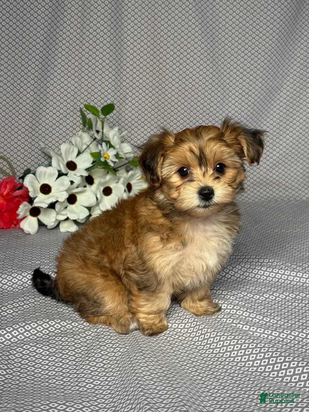 Yochon dogs for sale: Polly - Ad 2