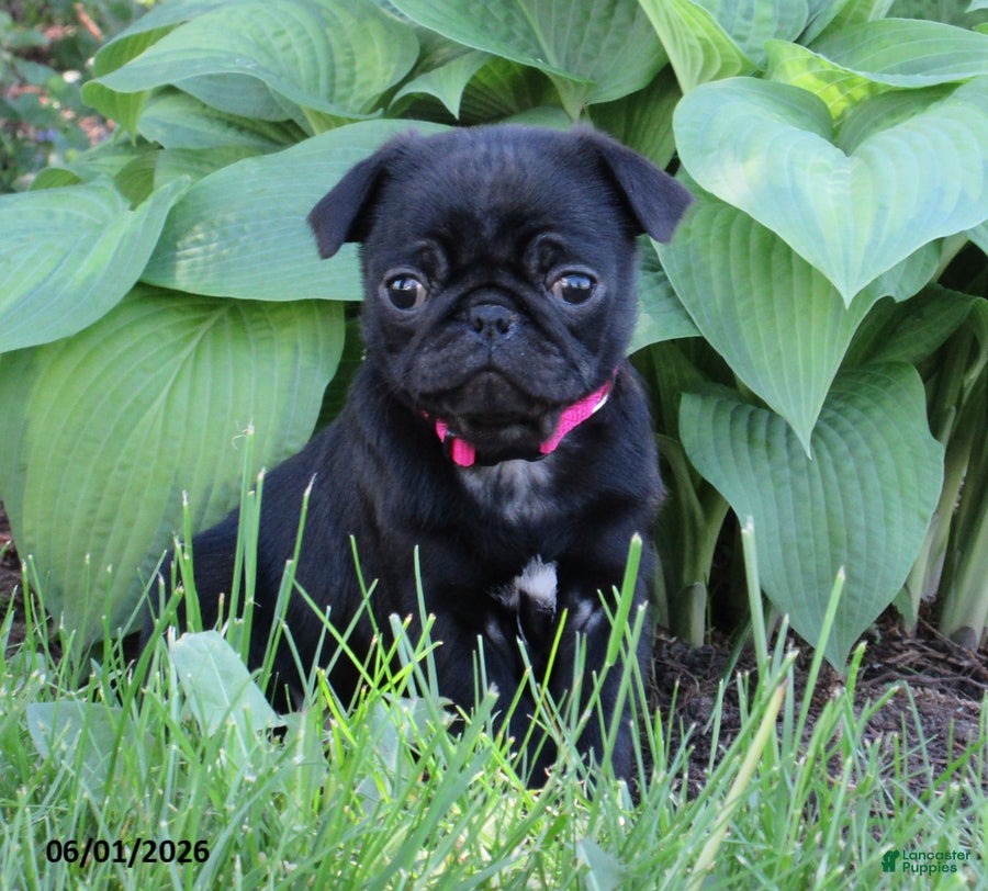 Pug dogs for sale: Pixie - Ad 2