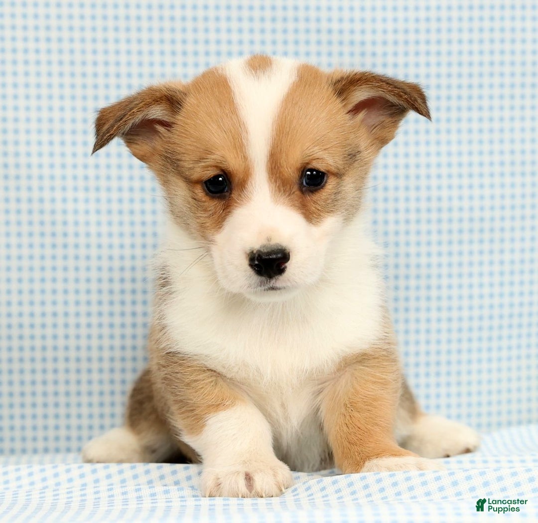 Welsh Corgi Pembroke dogs for sale: Beau - Ad 1