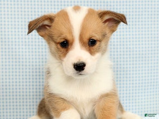 Welsh Corgi Pembroke dogs Beau - Ad 27