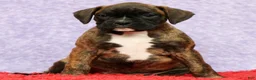 Boxer dogs for sale: Nellie - Ad 2