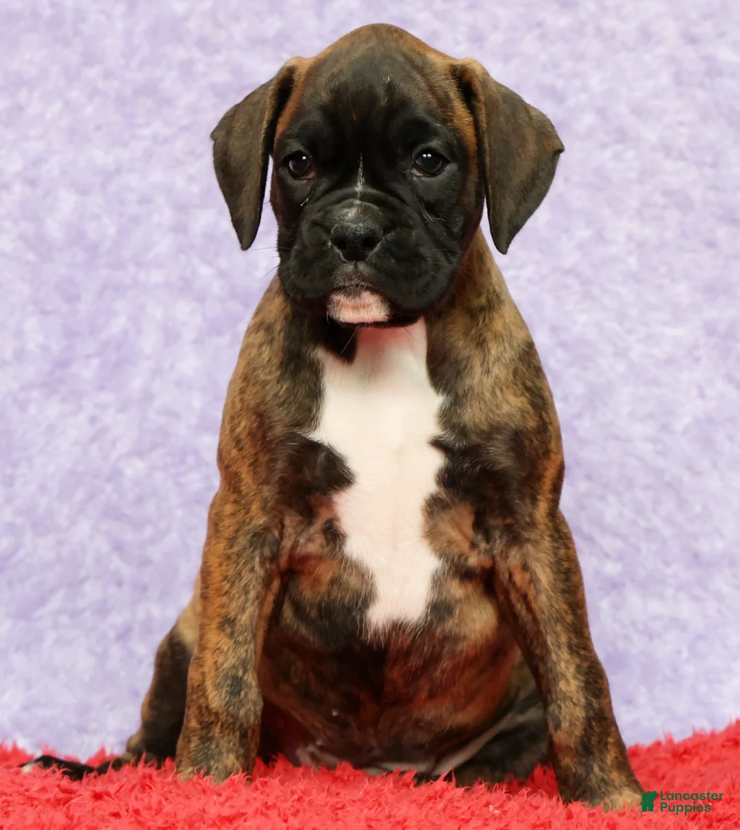 Boxer dogs for sale: Nellie - Ad 2