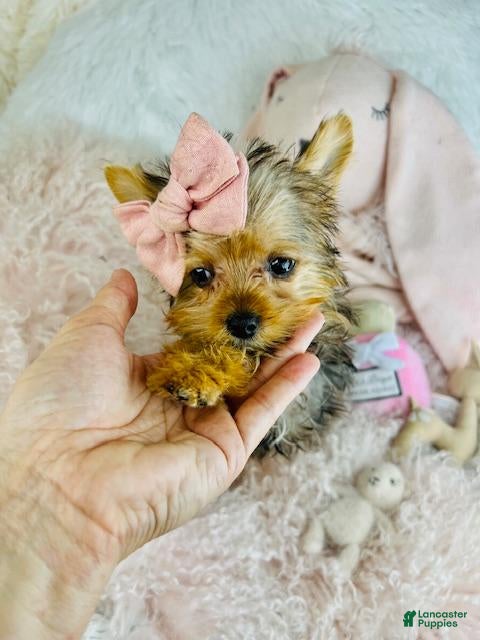 Yorkshire Terrier dogs Yorkshire Terrier Puppy 1 - Ad 2