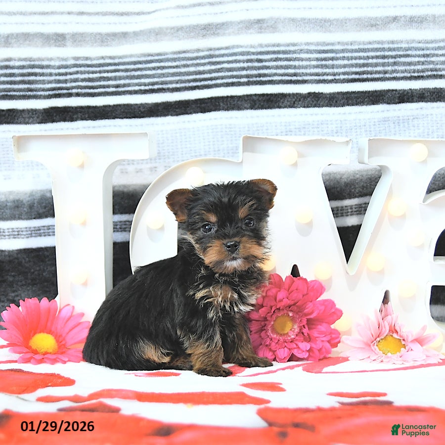 Yorkshire Terrier dogs Jax - Ad 3