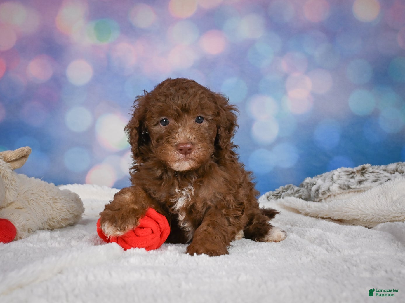 Mini Goldendoodle dogs Jasper - Ad 1