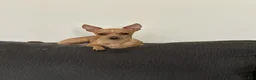 Chihuahua dogs for sale: Nationwide delivery. Popcorn boy white  - Ad 11