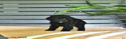 Miniature Poodle dogs for sale: Cassandra - Ad 5