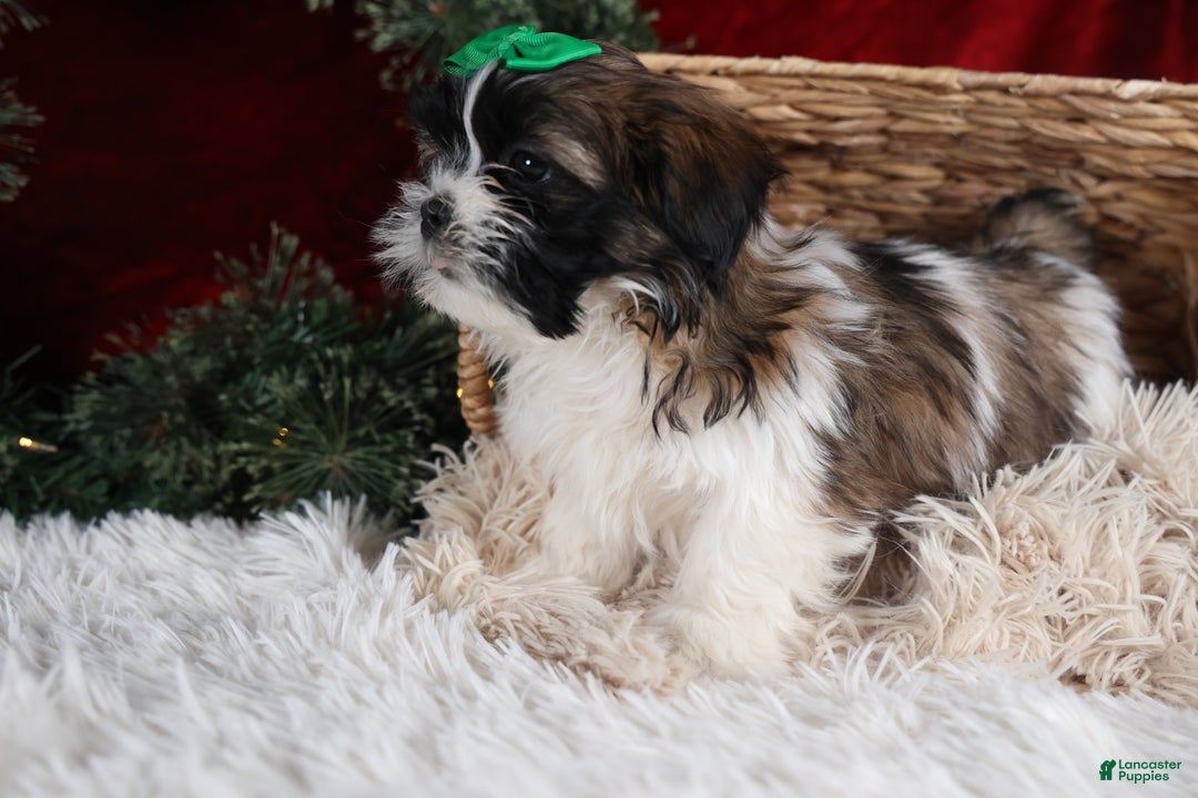 Shih Tzu dogs for sale: Pepper - Ad 5
