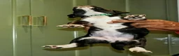 Presa Canario dogs for sale: Mr Neon  - Ad 45