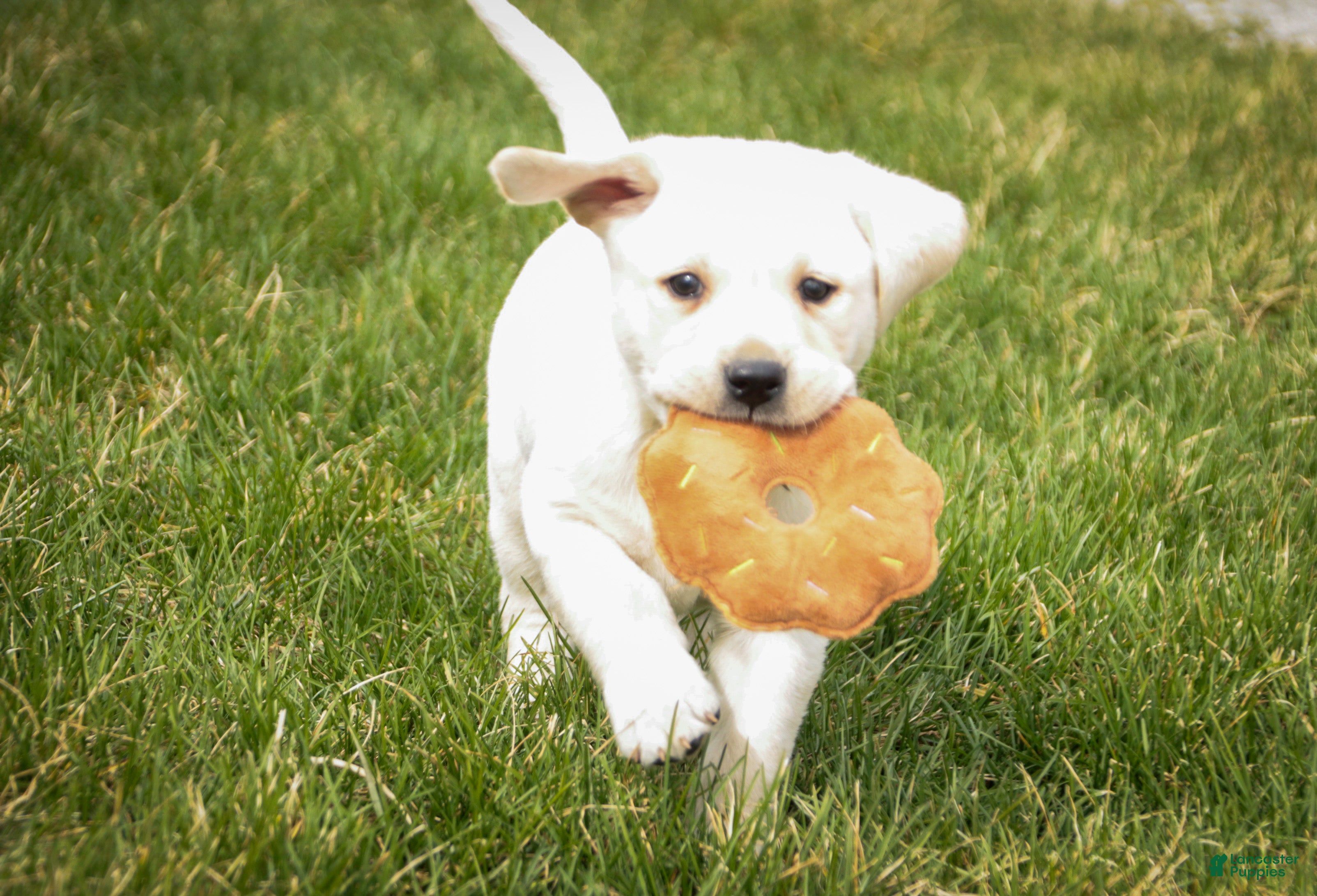 Labrador Retriever dogs Shalom - Ad 1