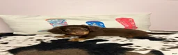 Miniature Dachshund dogs for sale: Miley - Ad 3