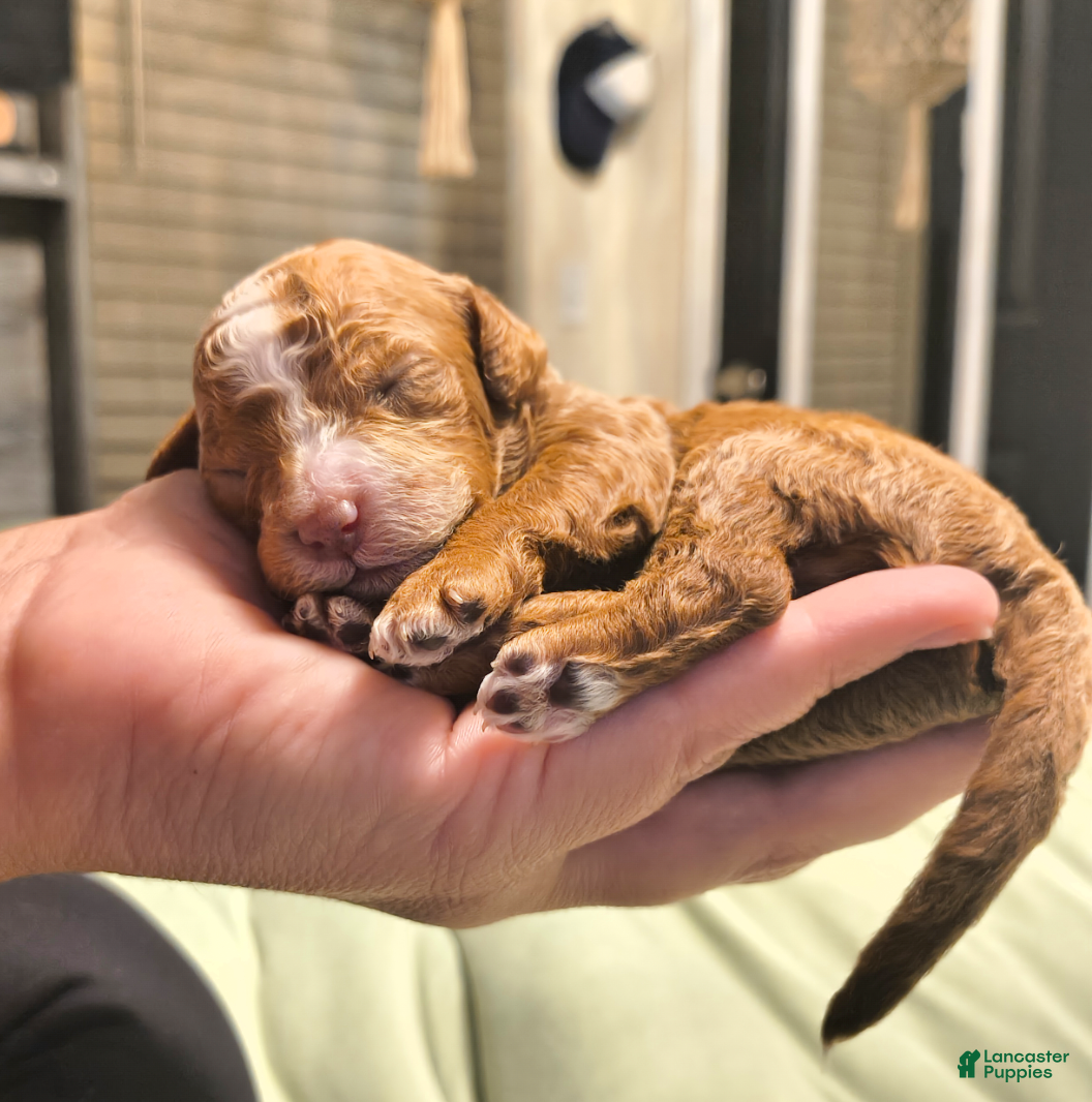 Mini Goldendoodle dogs Biscuit  - Ad 10