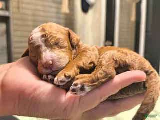 Mini Goldendoodle dogs Biscuit - Ad 10