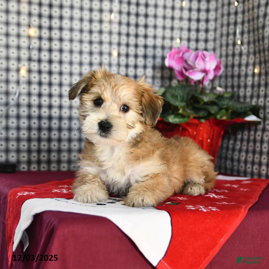 Morkie dogs for sale: Teddy Bear - Ad 3