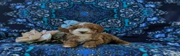 Miniature Poodle dogs for sale: Shantae - Ad 5