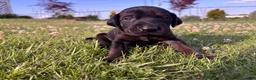 Mixed Breed dogs for sale: Scribbles - Ad 7