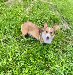 Mia
