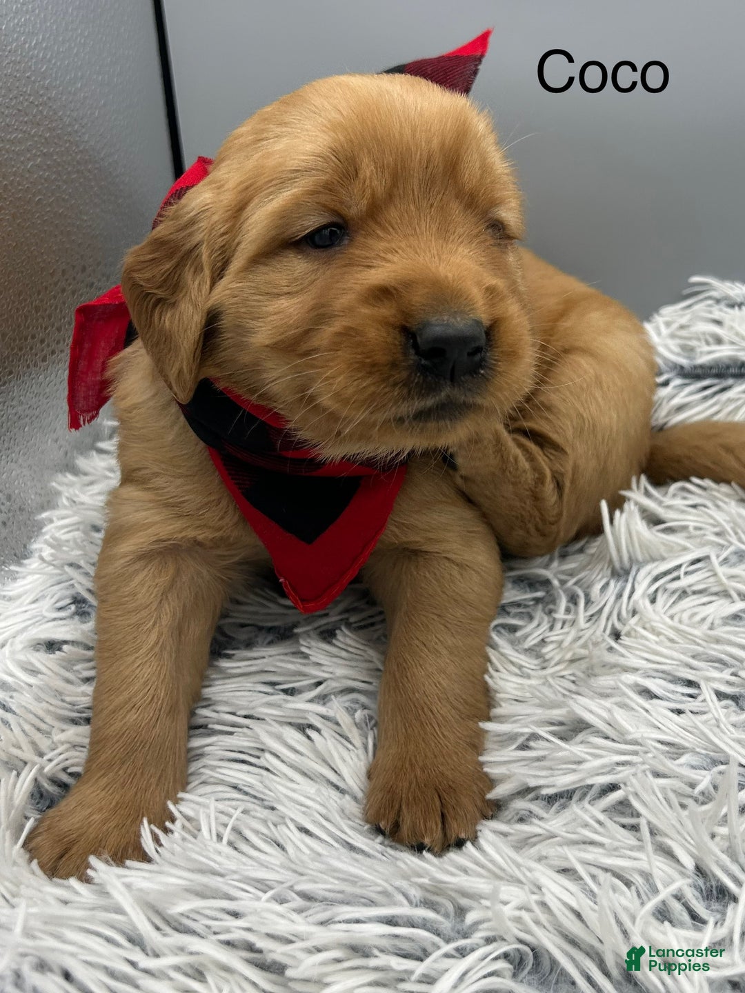 Golden Retriever dogs for sale: Golden Retriever Puppy -Coco - Ad 12