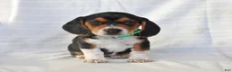 Beagle dogs for sale: Alexa - Ad 5