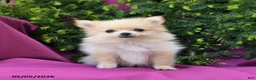Pomeranian dogs for sale: Rosie Extra Small - Ad 4