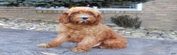 Cavapoo dogs for sale: Chester - Ad 7