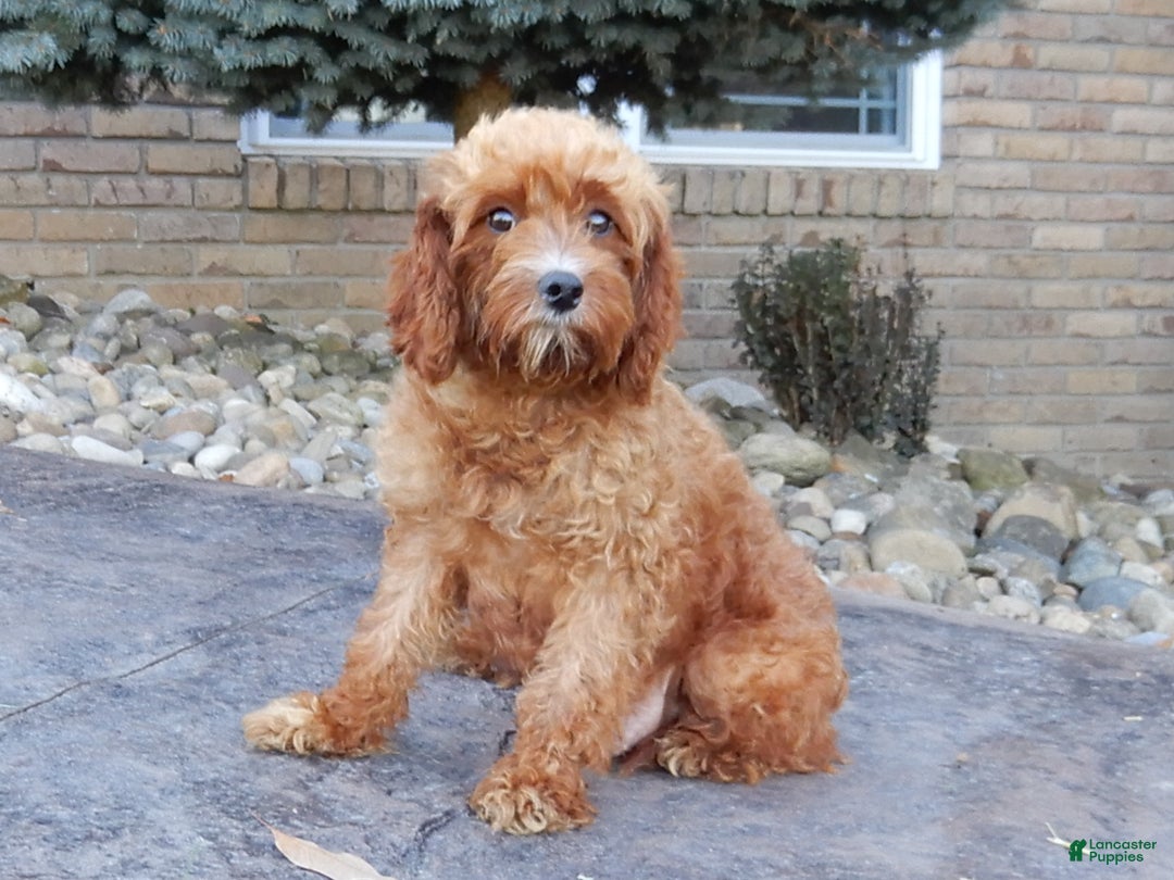 Cavapoo dogs for sale: Chester - Ad 7