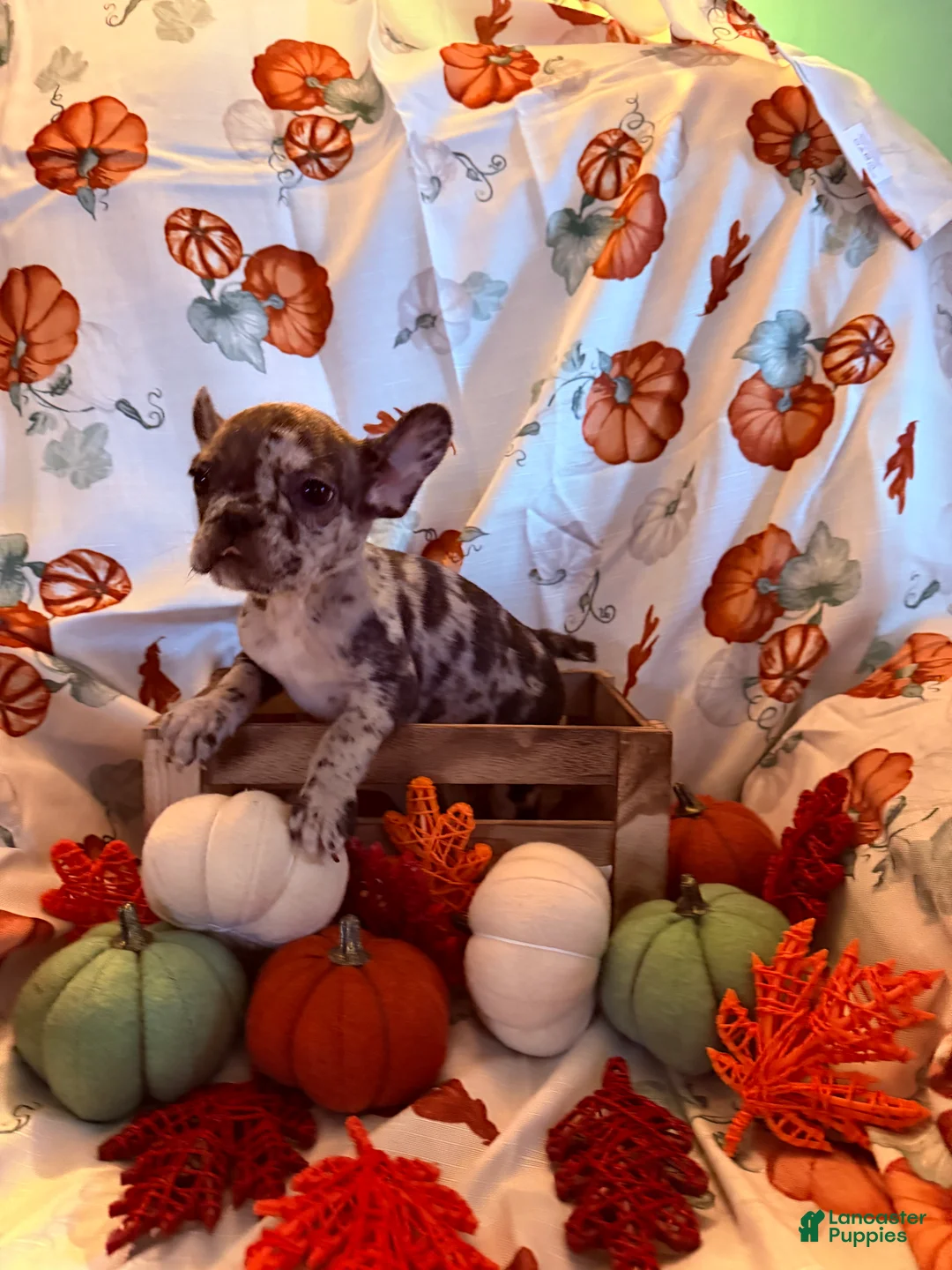French Bulldog dogs for sale: Merle Girl - Ad 1