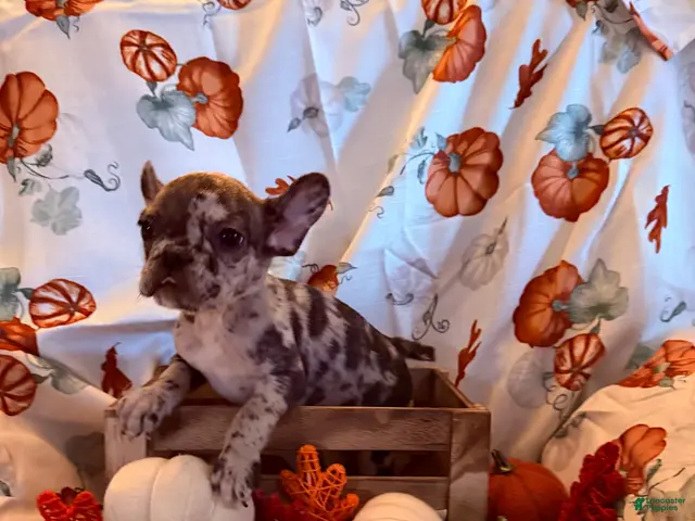 French Bulldog dogs for sale: Merle Girl - Ad 1