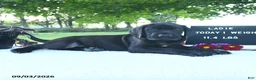 Great Dane dogs for sale: Lacie - Ad 7
