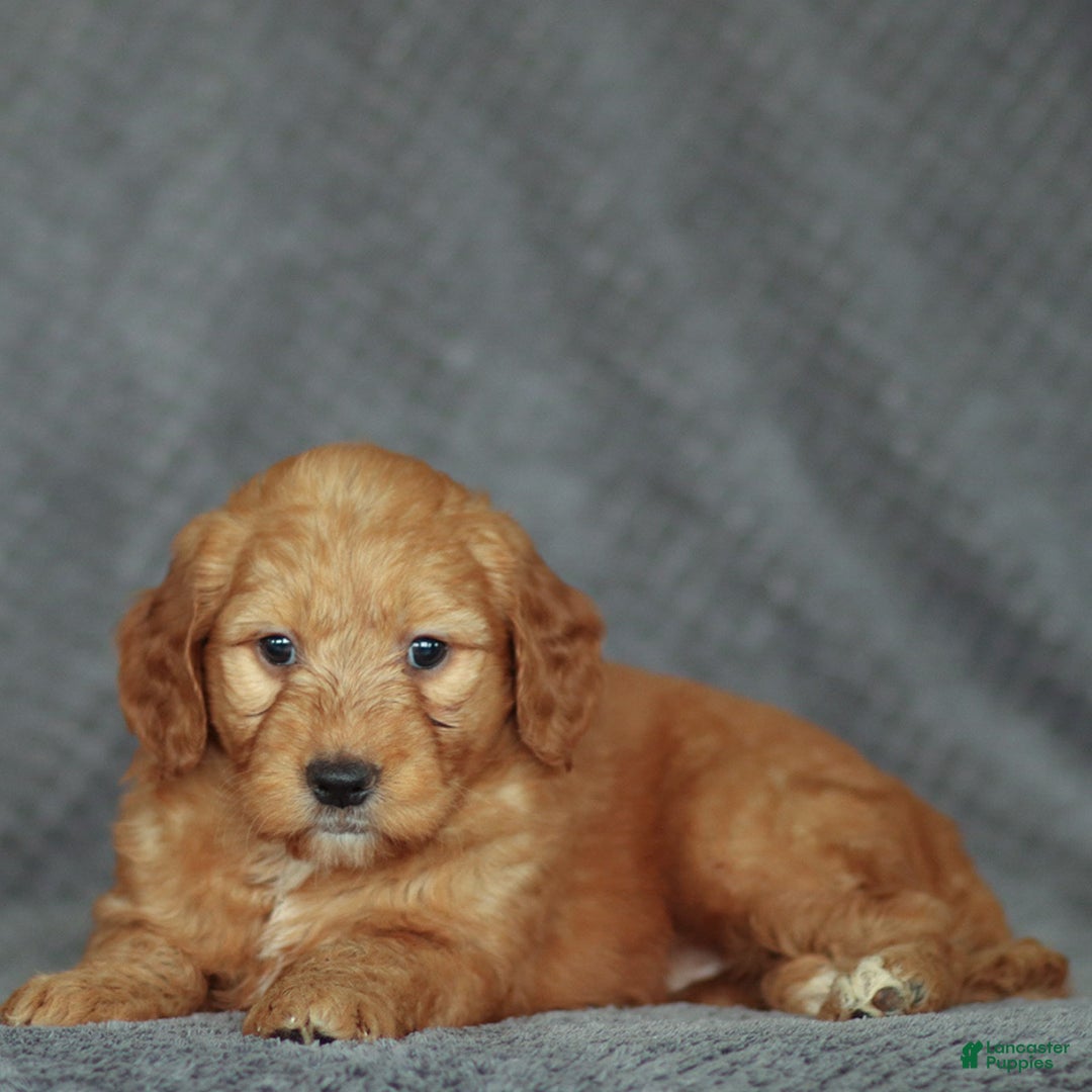 Mini Goldendoodle dogs for sale: Ruby - Ad 2